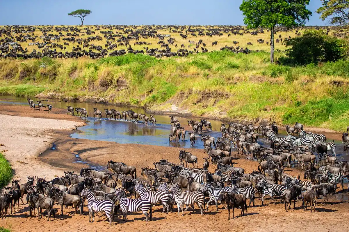 6 Day Tanzania Mid range Safari