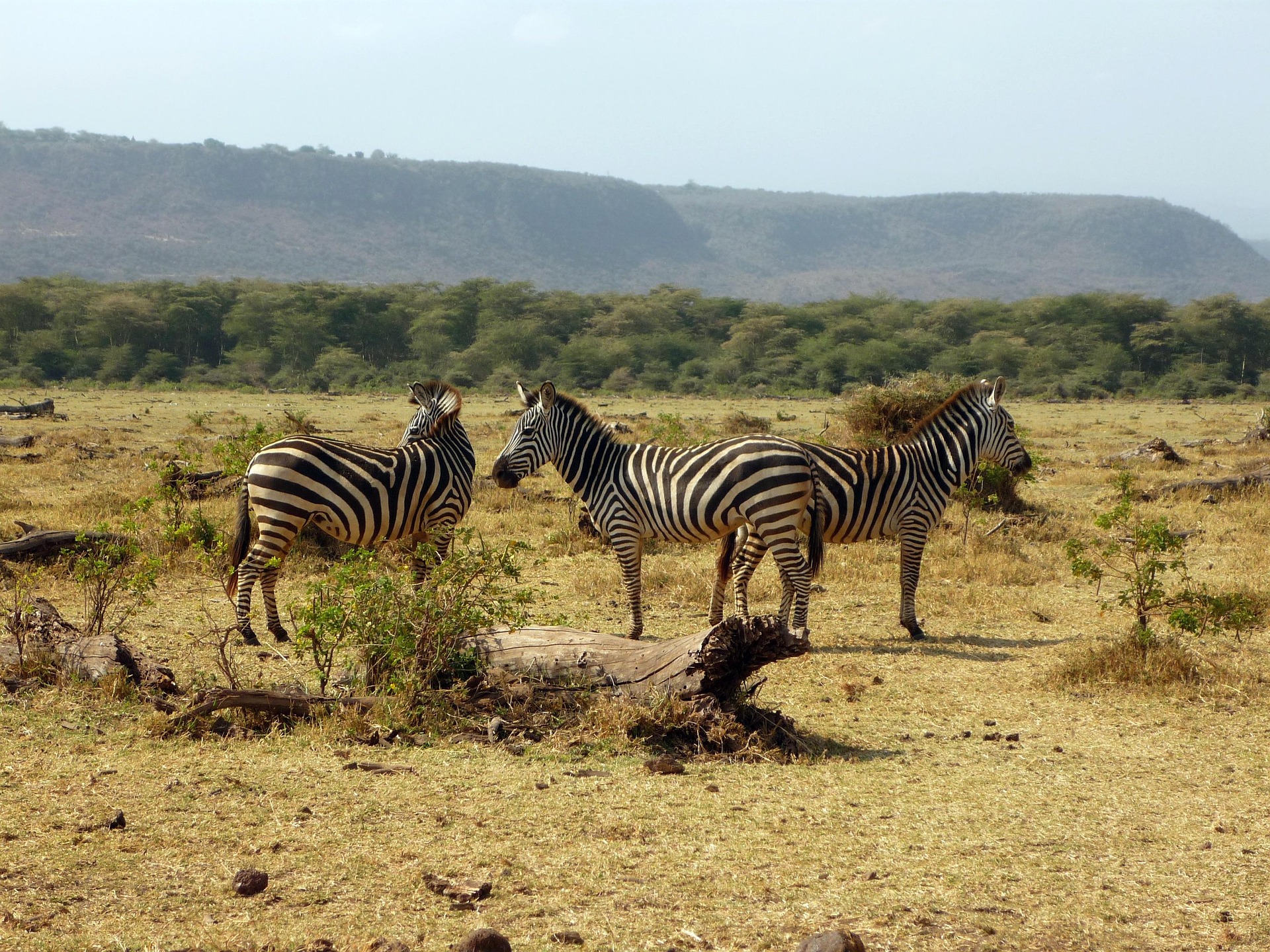 A zebra on the plains — the animal the Oloitiko mark is drawn from.