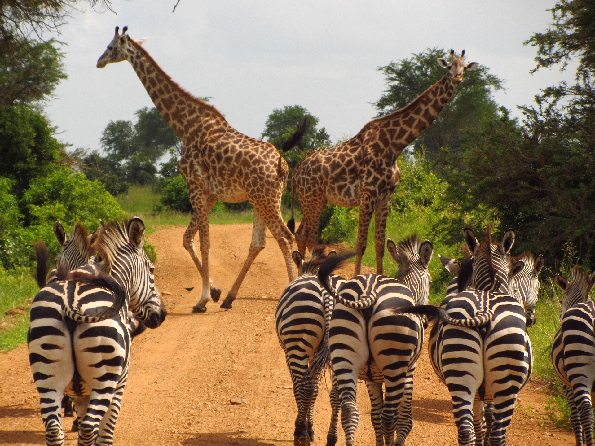 Zebras grazing together on the plains.