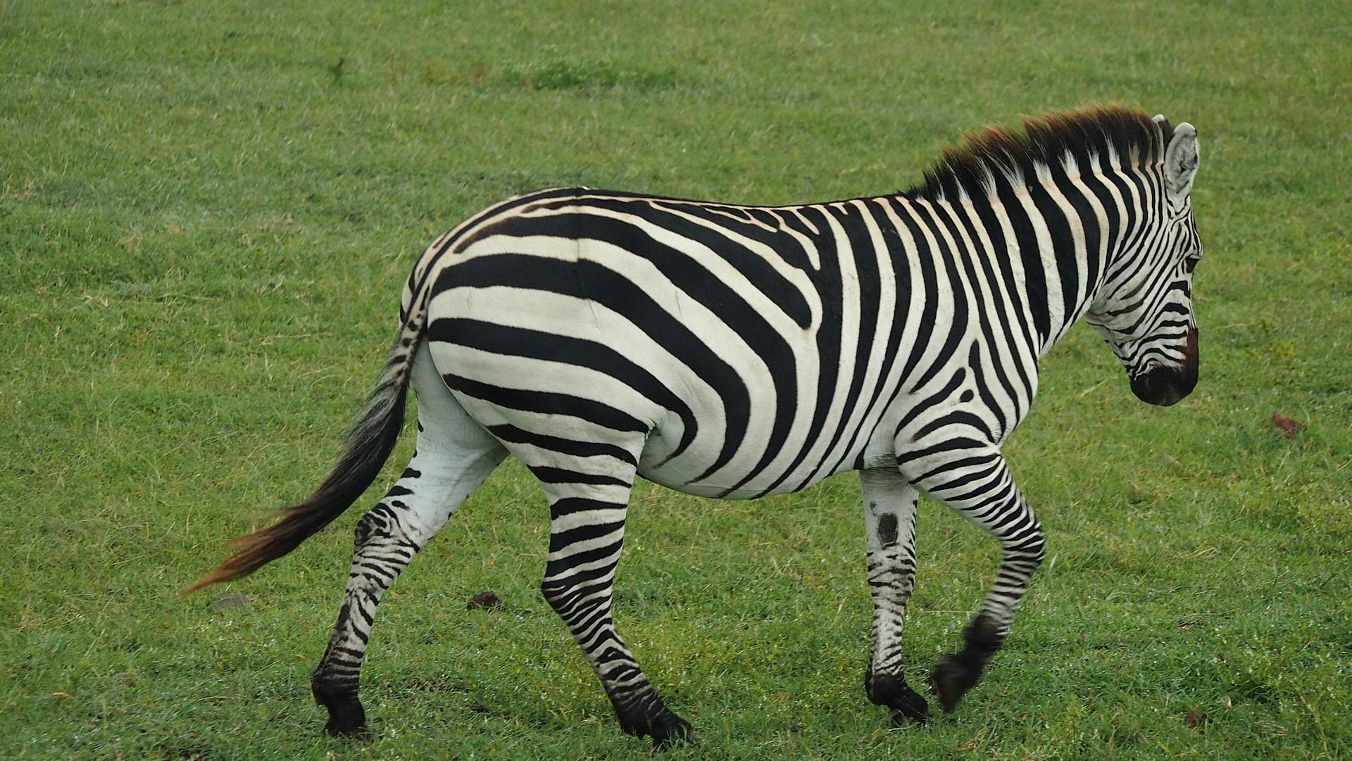 A zebra on the plains — the animal the Oloitiko mark is drawn from.