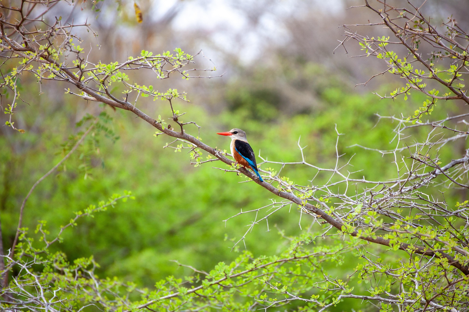 A bird photographed on safari in Tanzania.