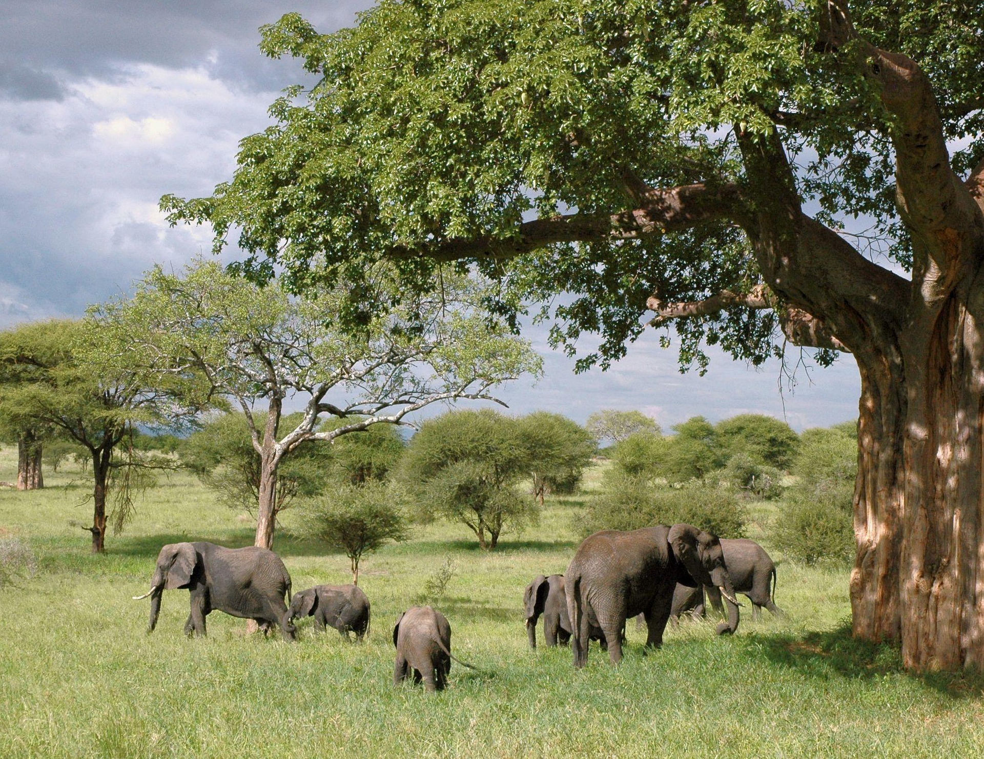 An elephant photographed on safari in Tanzania.