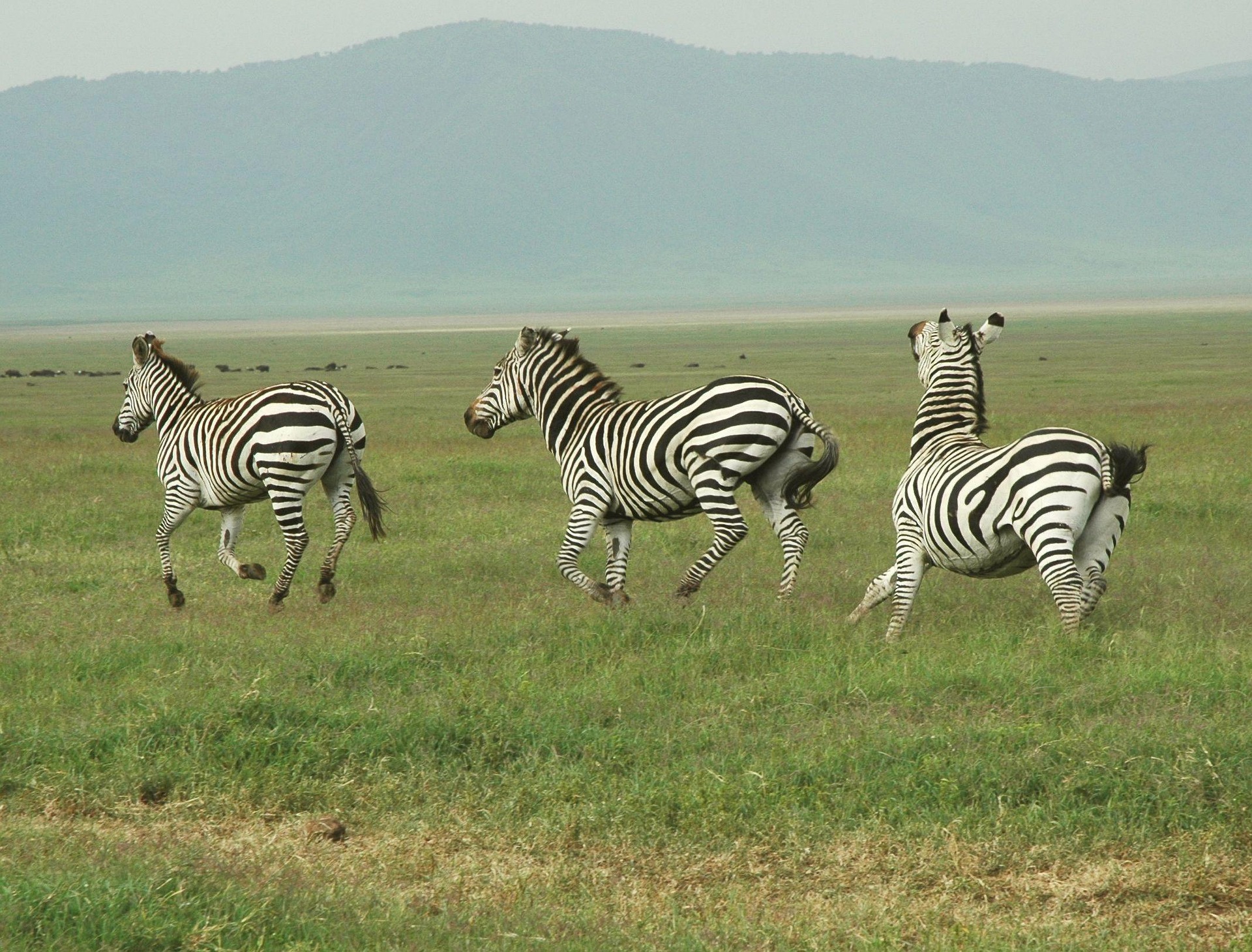 A zebra on the plains — the animal the Oloitiko mark is drawn from.