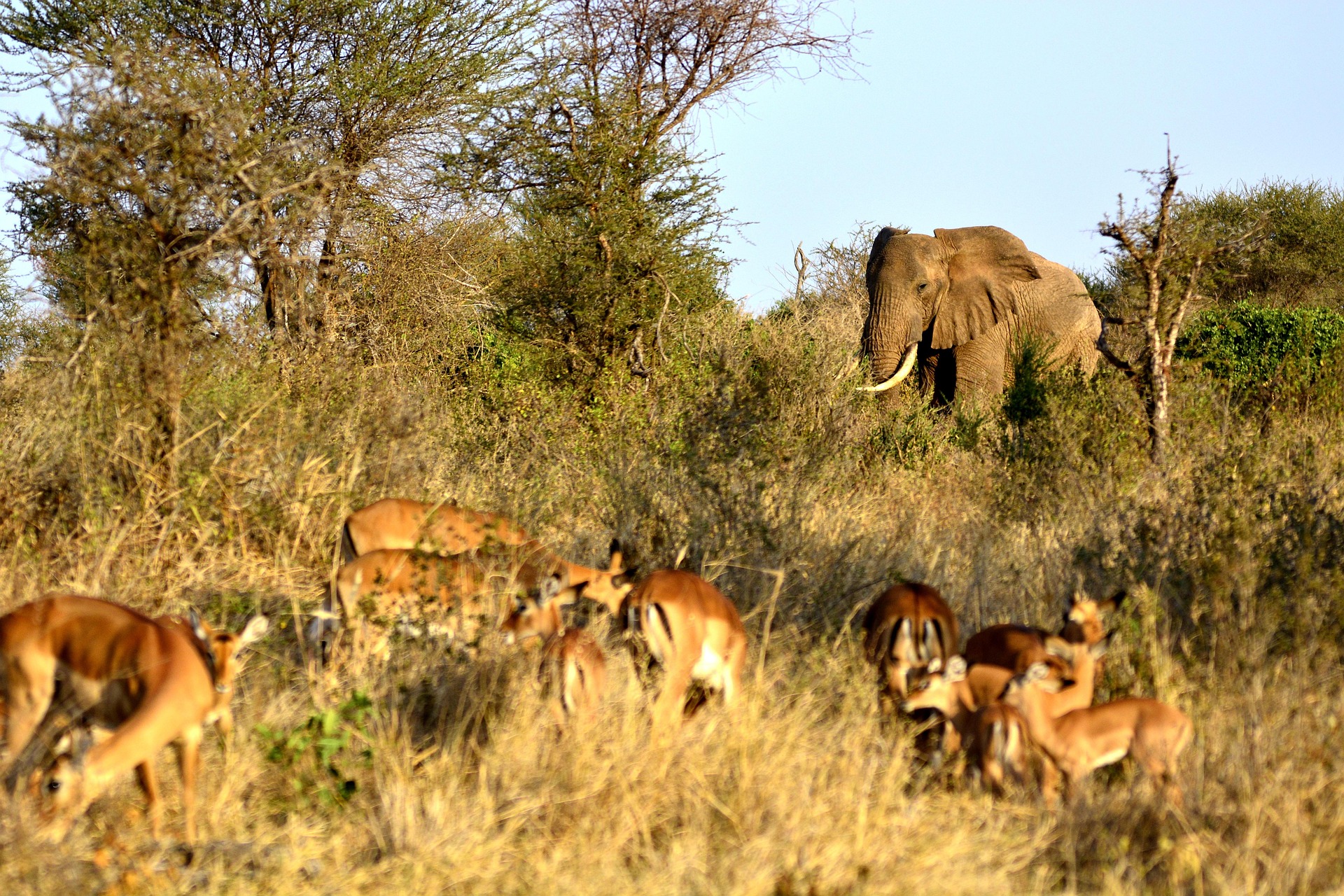 An elephant photographed on safari in Tanzania.