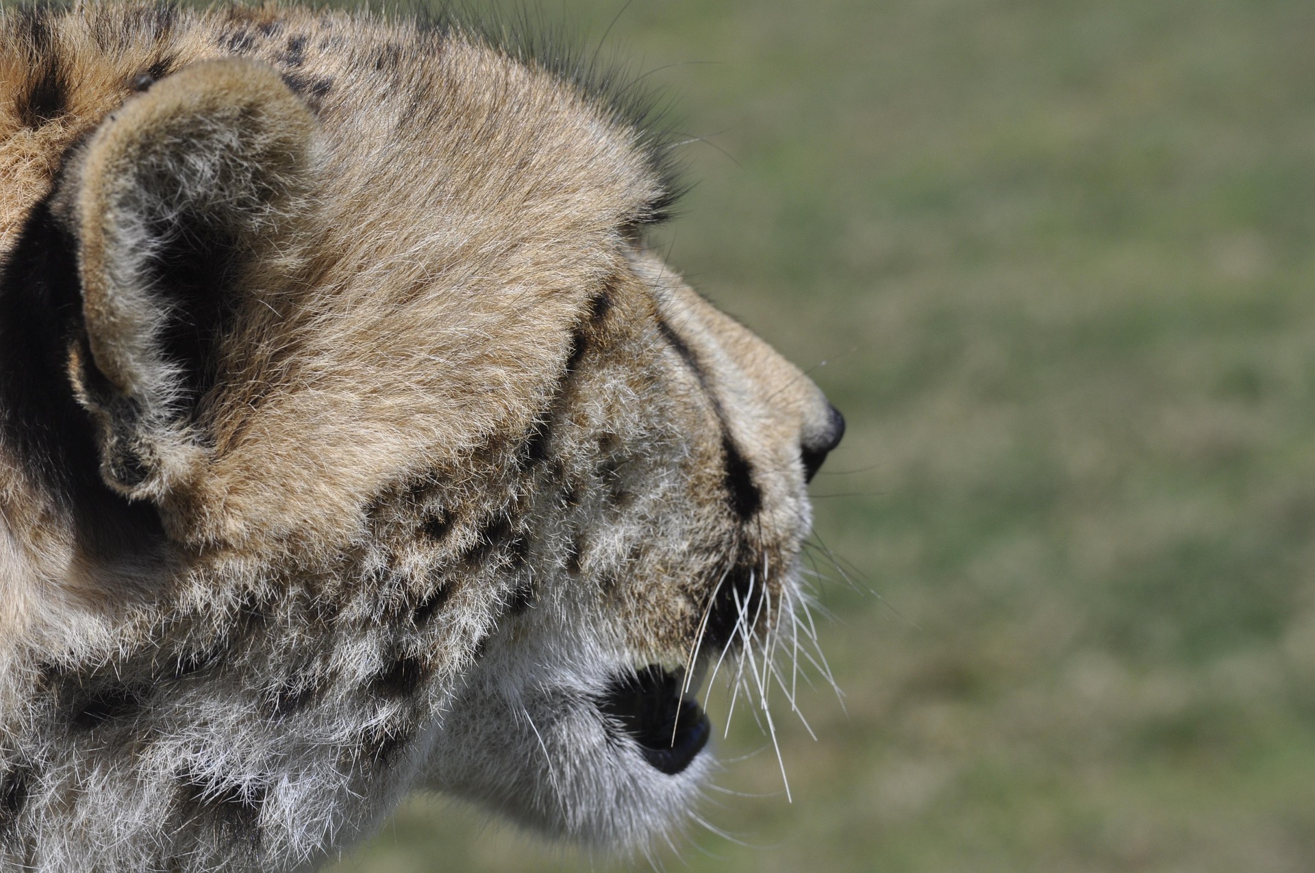 A cheetah watching from open grassland.