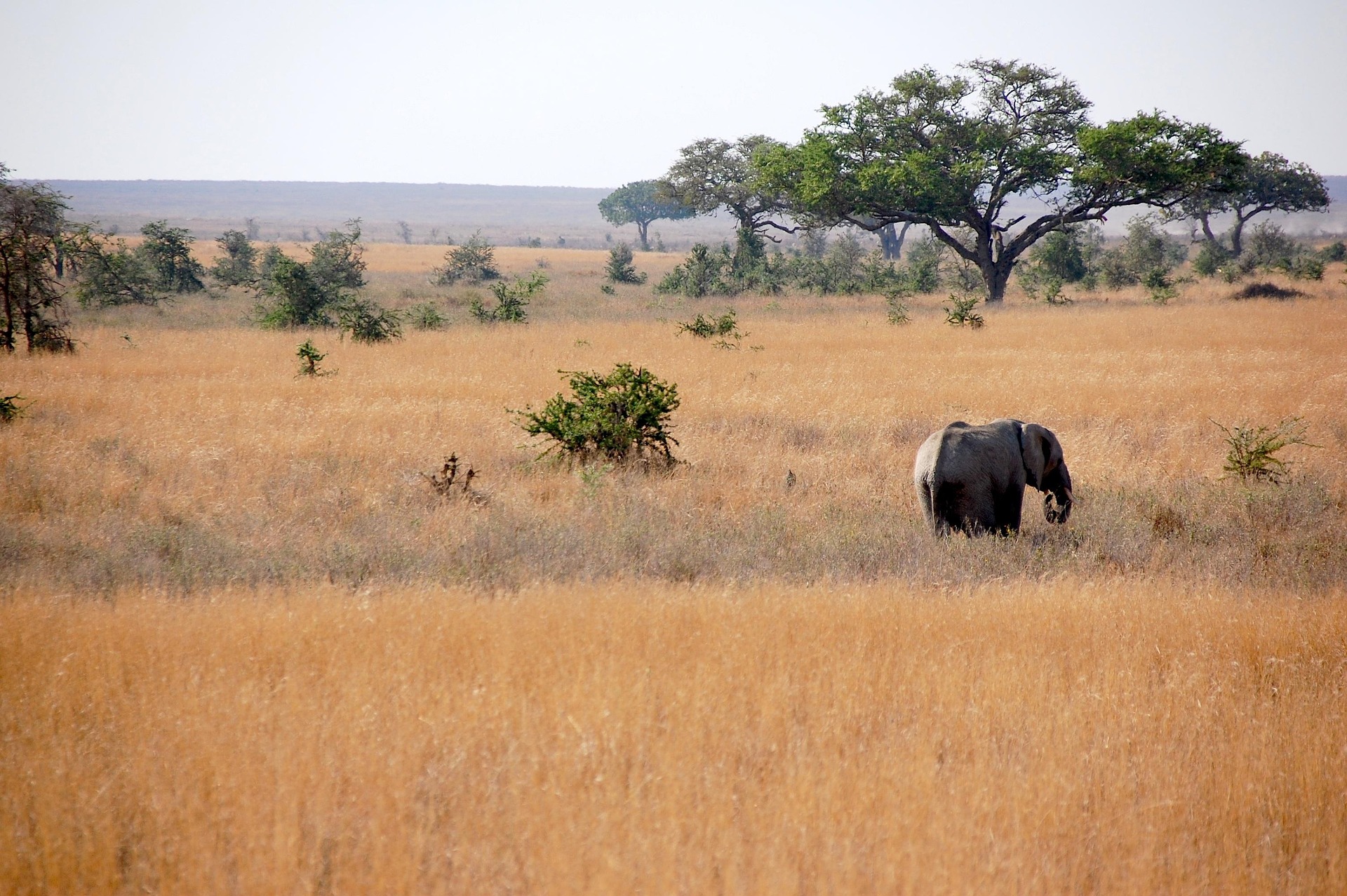 An elephant photographed on safari in Tanzania.