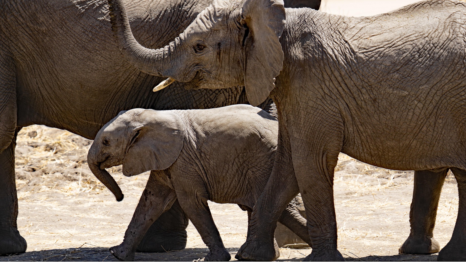 A group of elephants moving across open country.