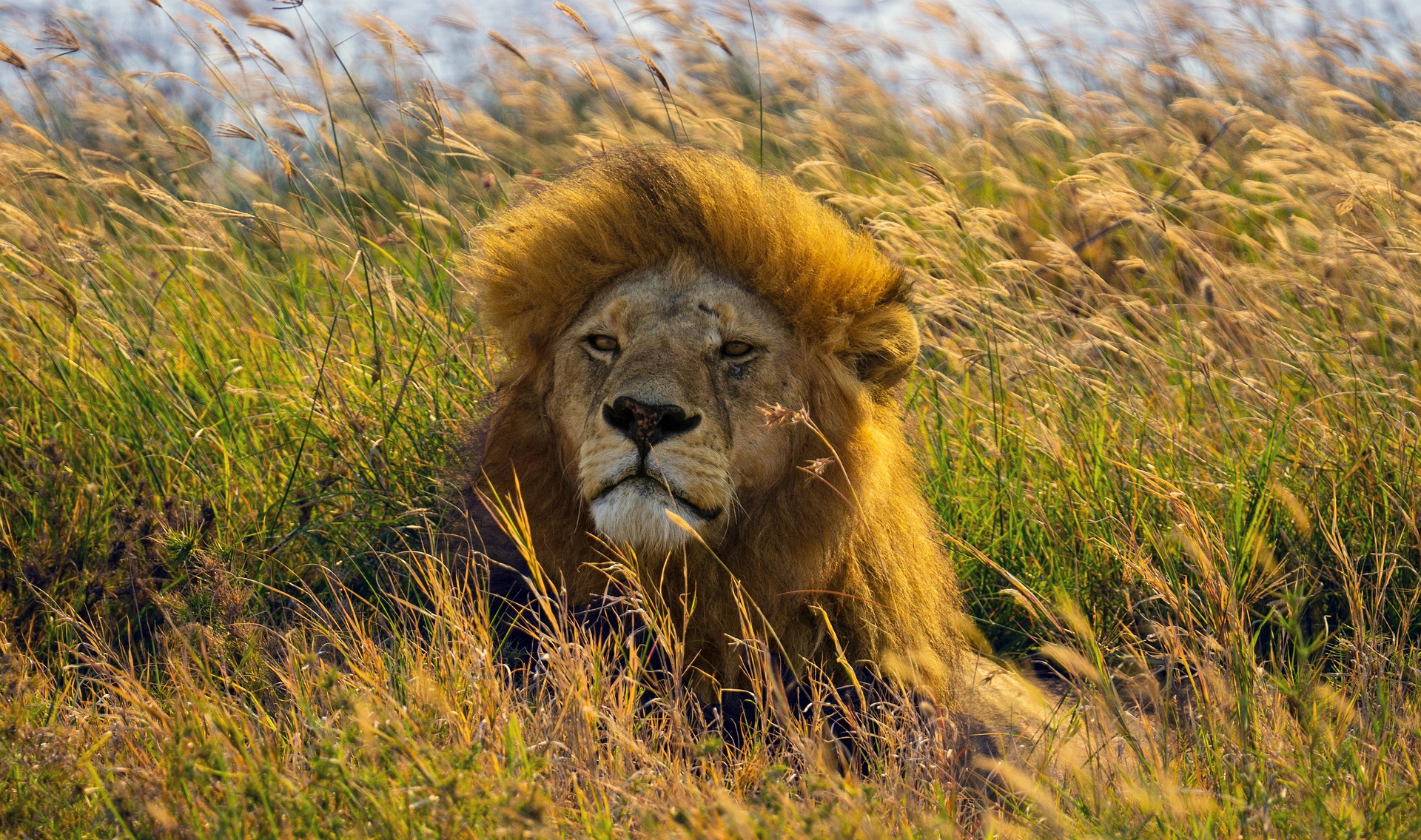 A lion photographed on safari in Tanzania.