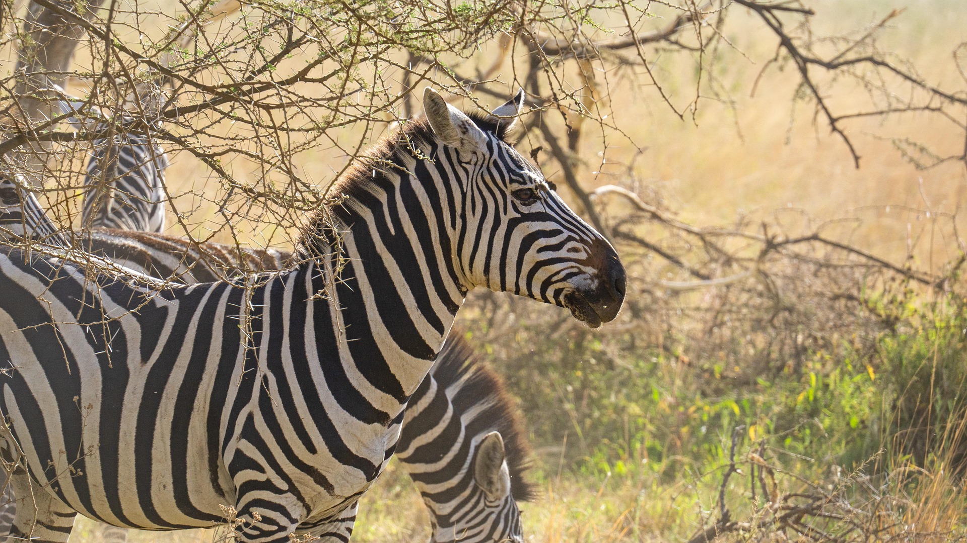 A zebra on the plains — the animal the Oloitiko mark is drawn from.