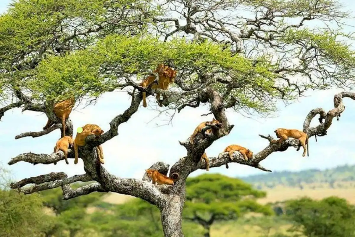 Lake Manyara National Park Safari Guide Flamingos, Tree Climbing Lions & More
