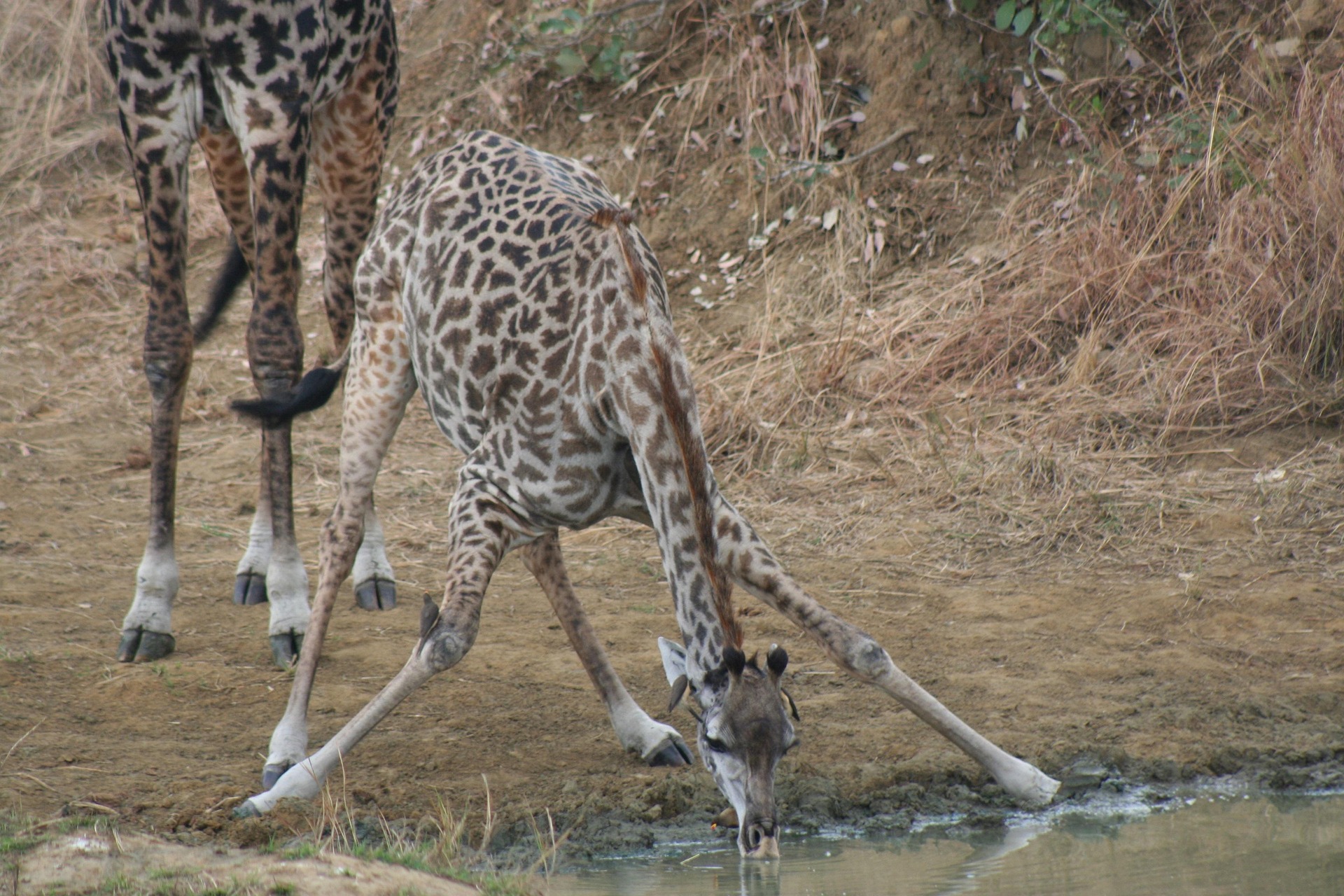 A giraffe browsing above the tree line.