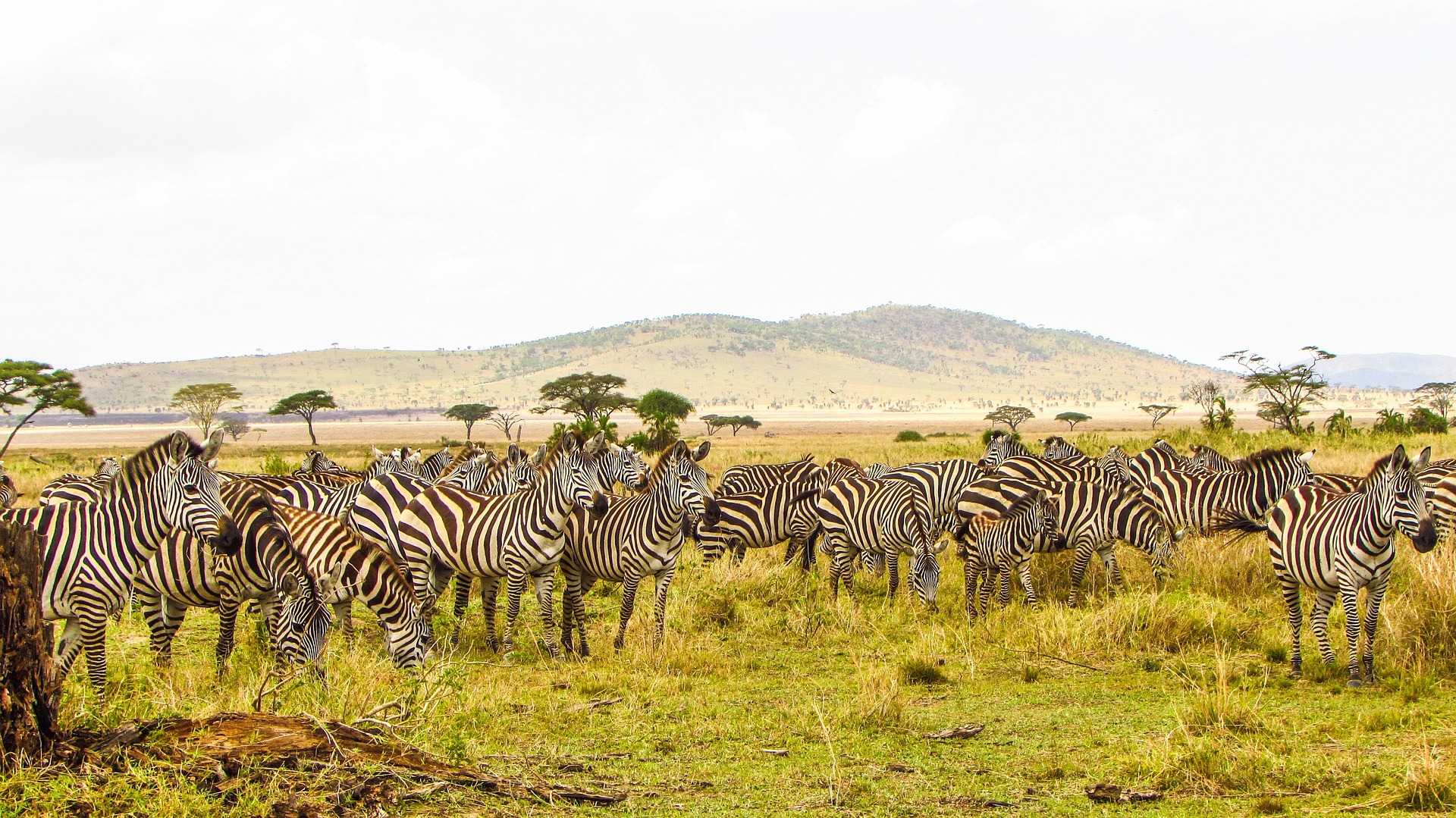 Maasai people in the highlands.