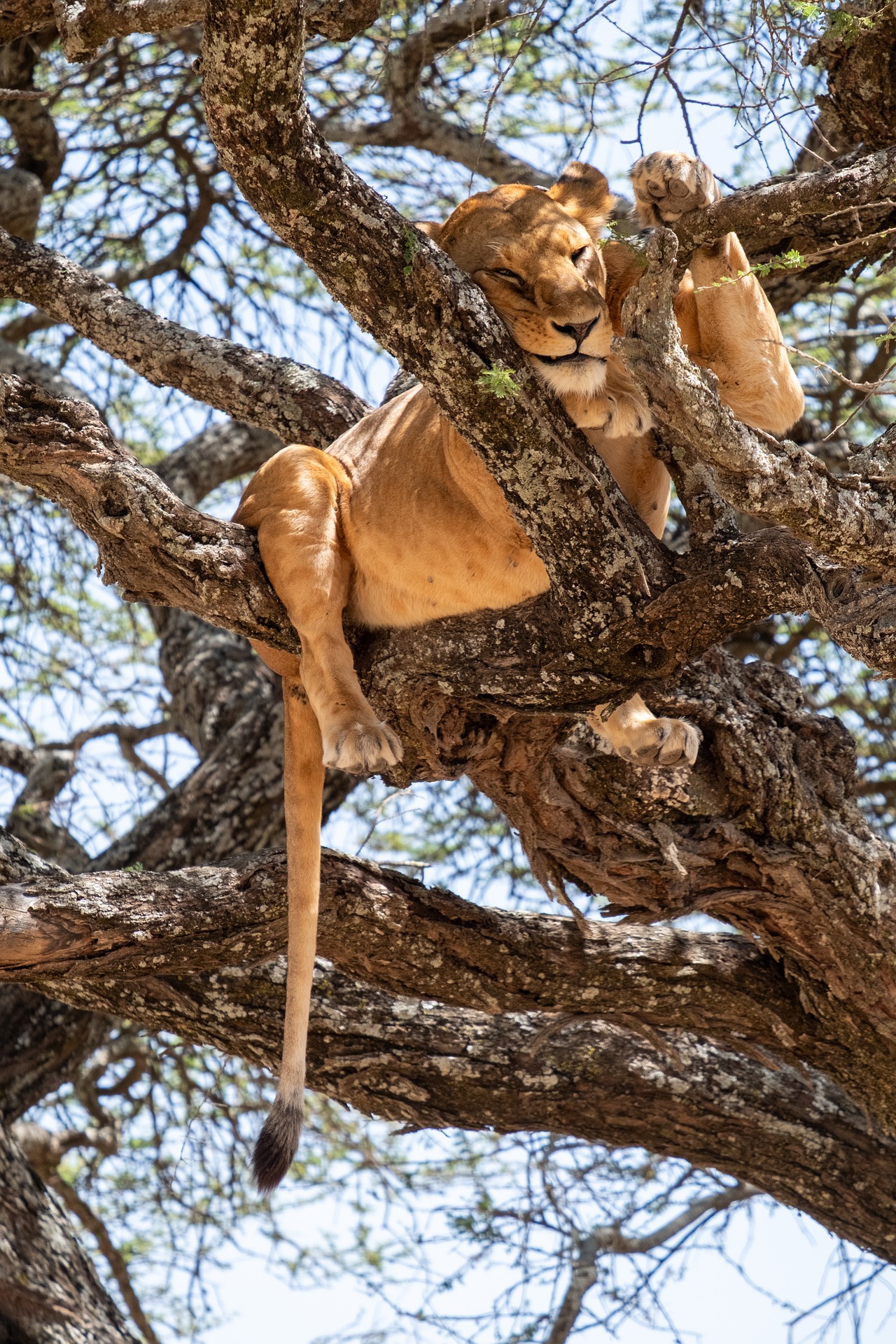 A lioness resting in the branches of a tree.
