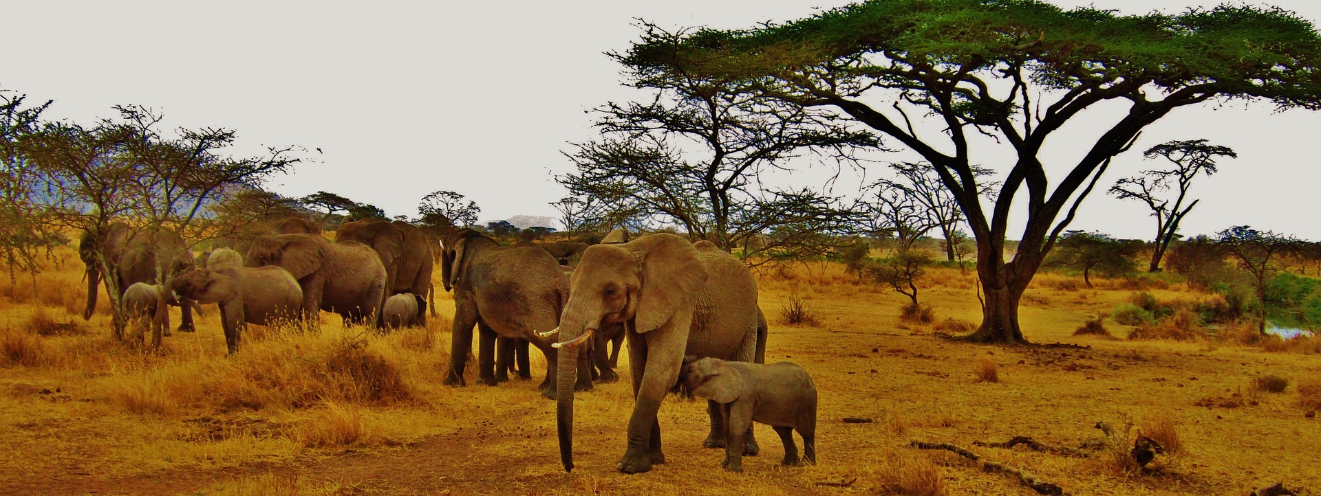 An elephant photographed on safari in Tanzania.