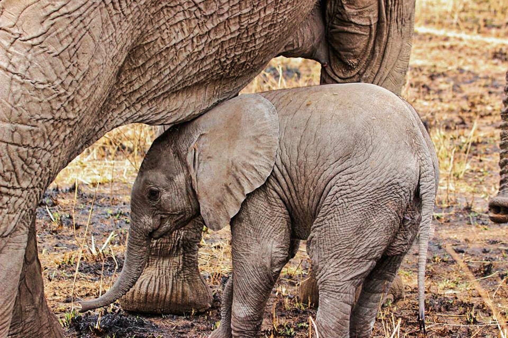An elephant photographed on safari in Tanzania.