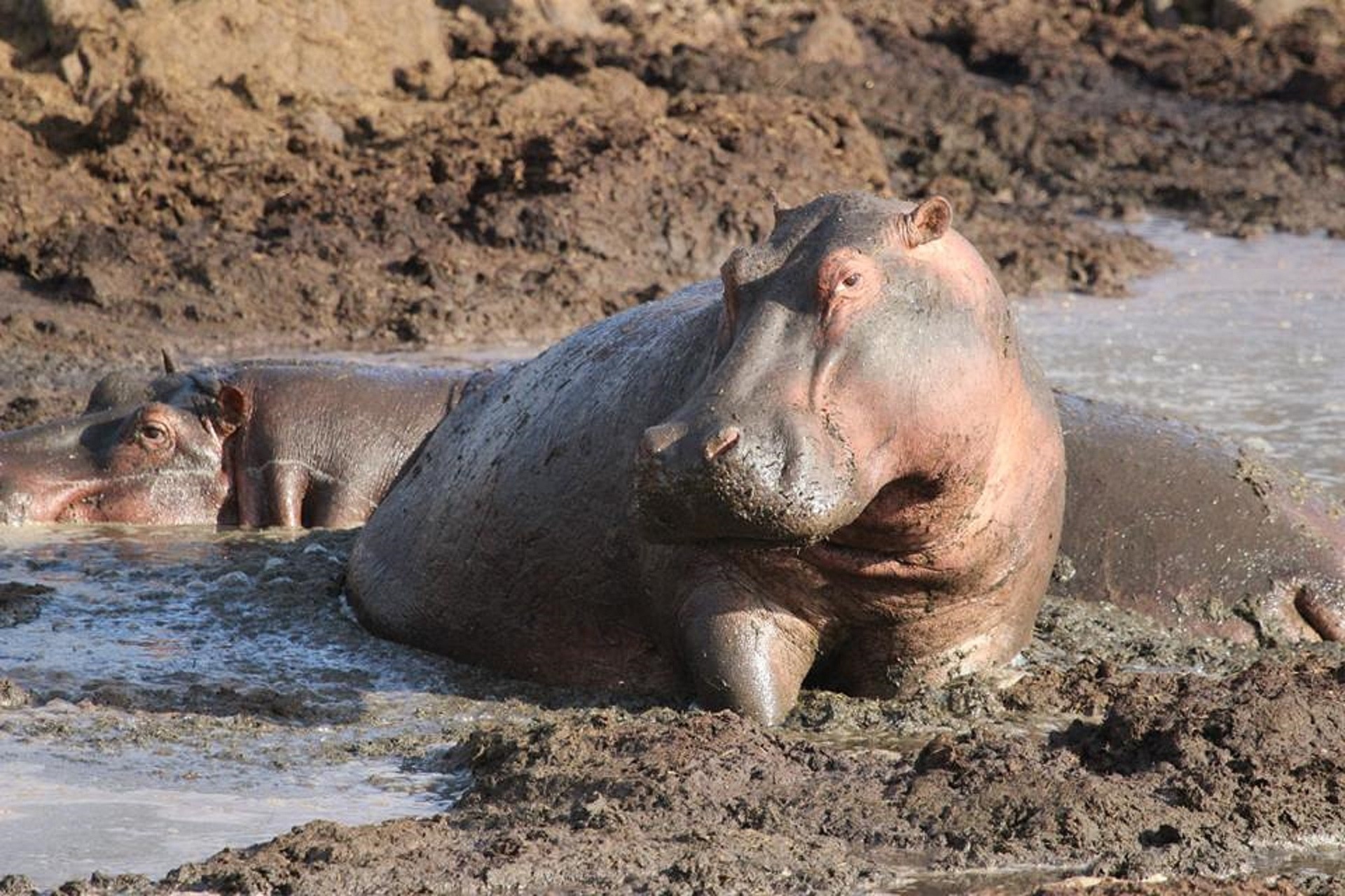 A hippo in the shallows.