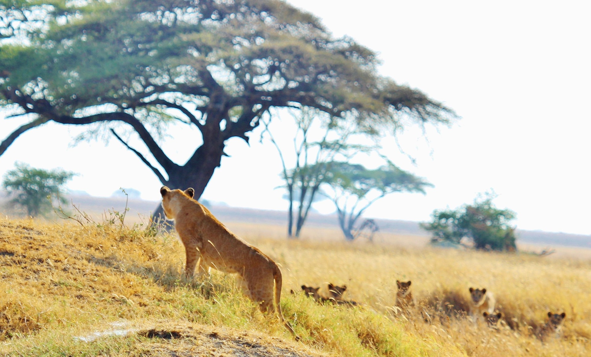 A lion photographed on safari in Tanzania.