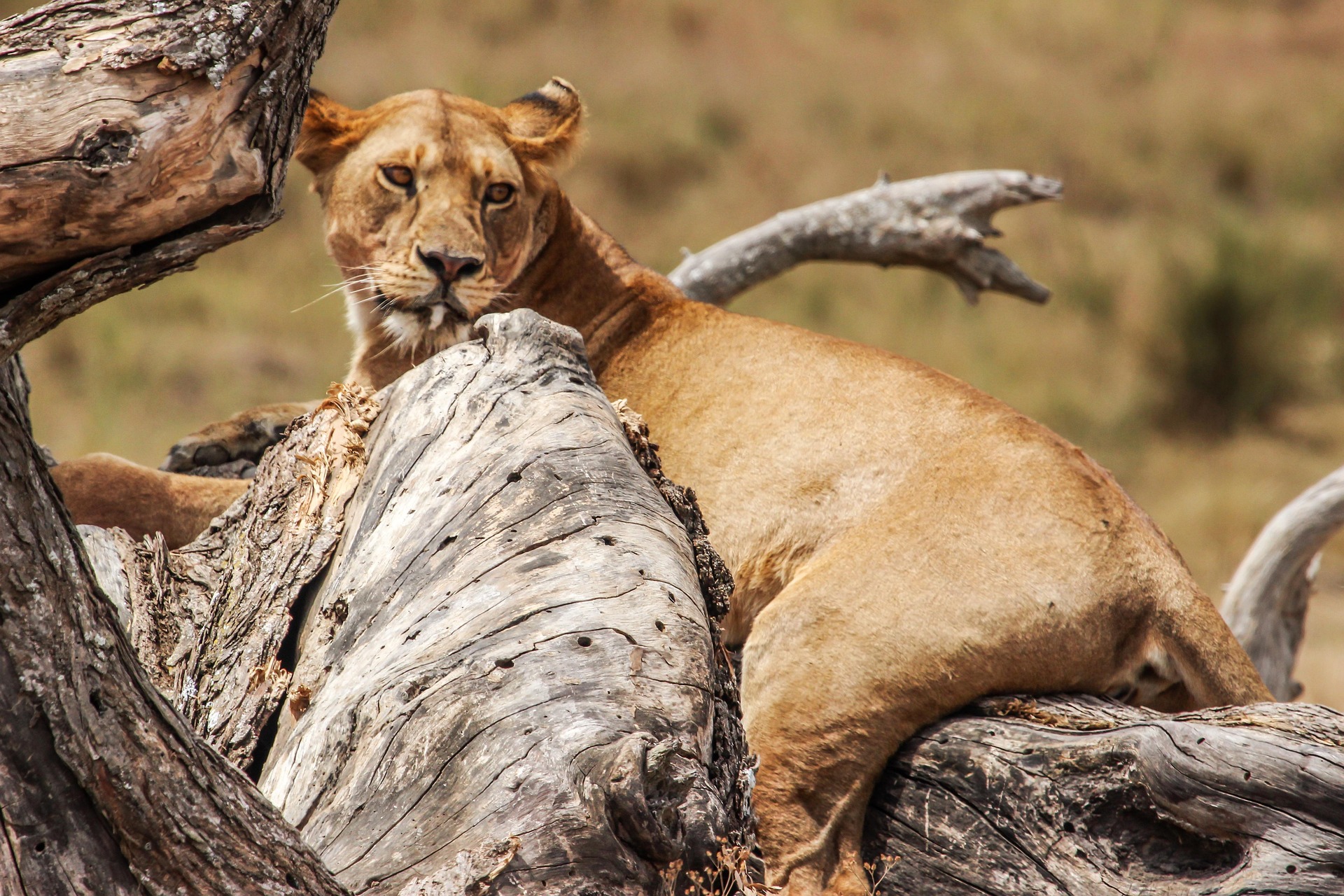 A lion photographed on safari in Tanzania.