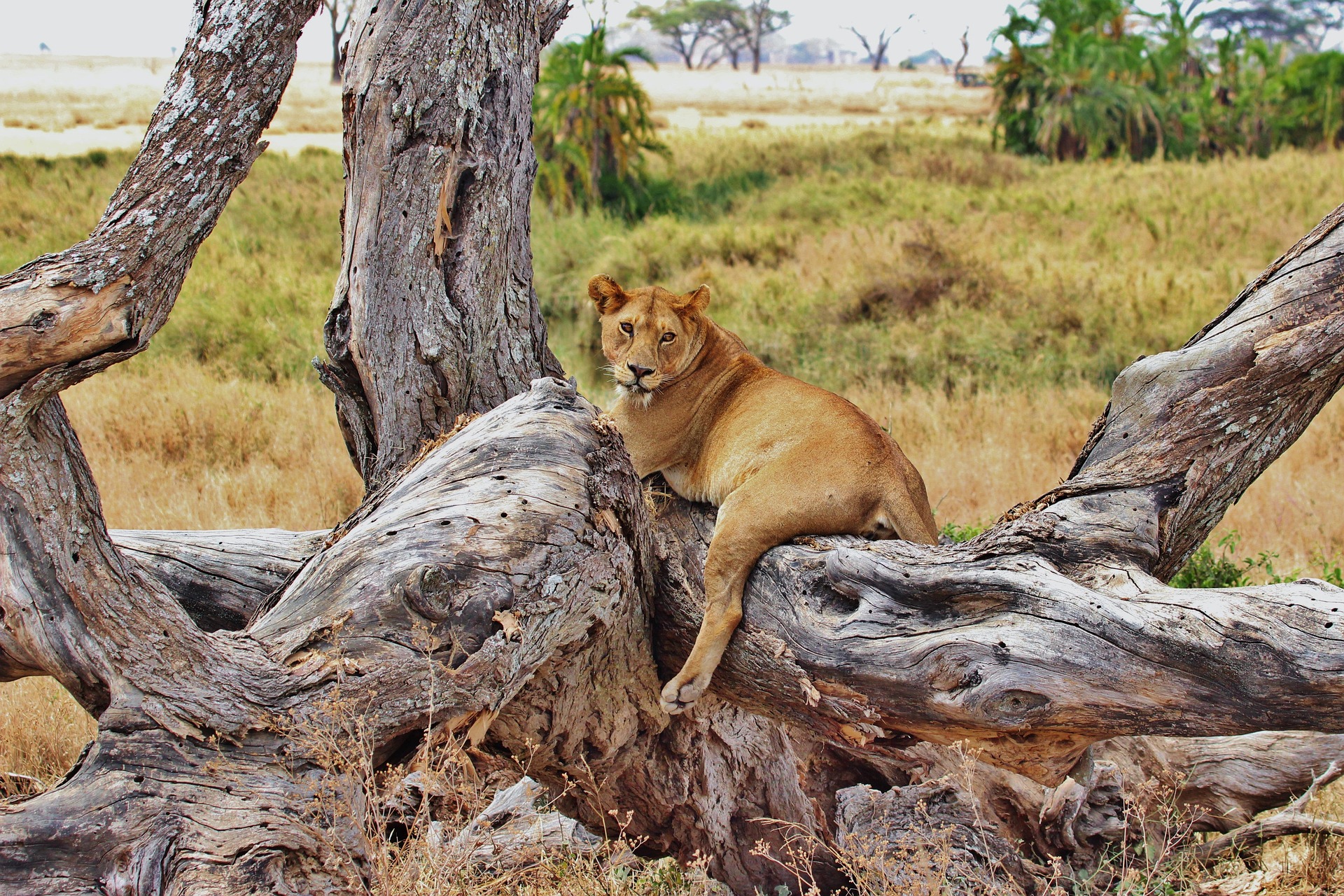 A lion photographed on safari in Tanzania.