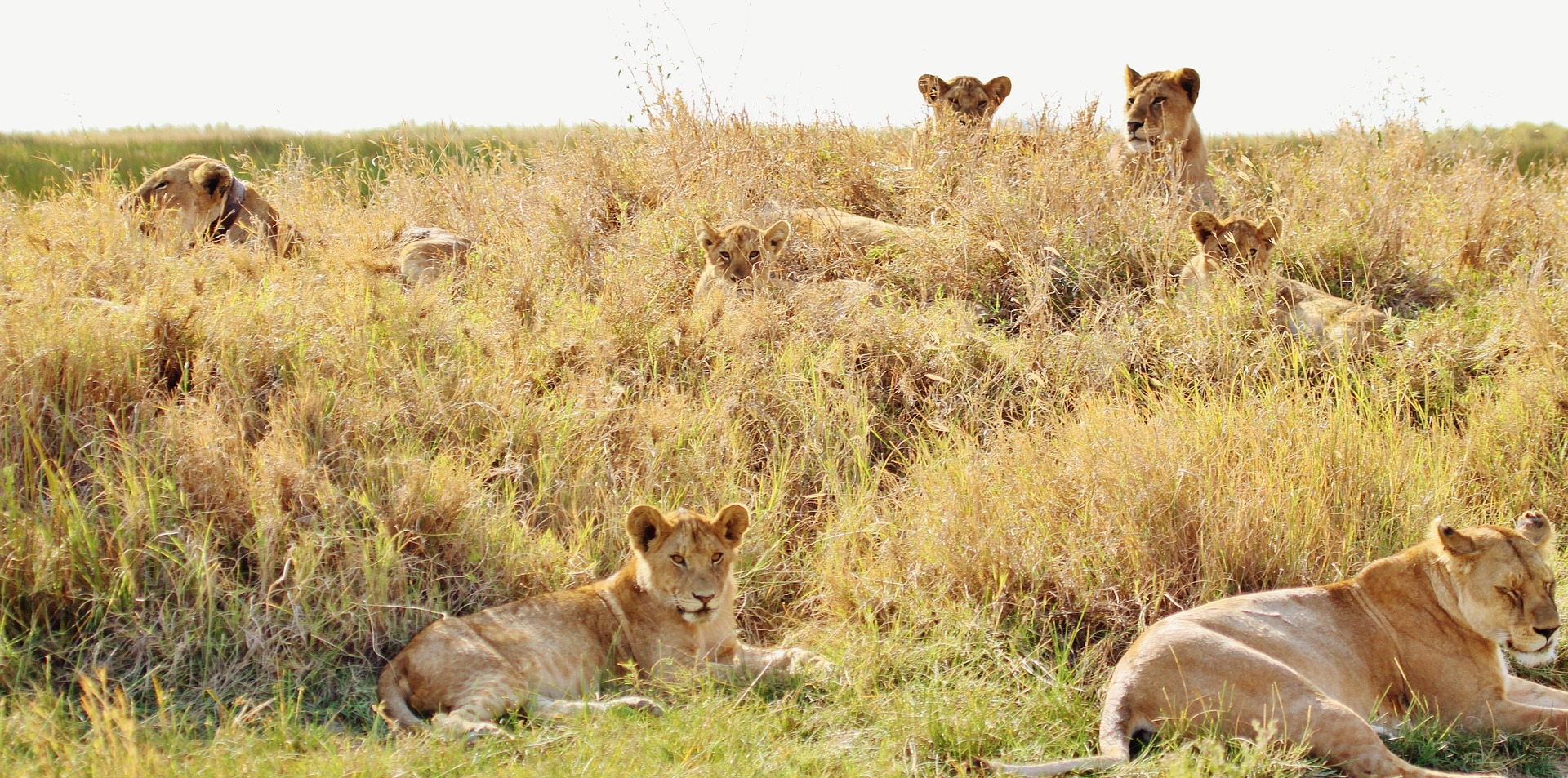 A pride of lions resting in the shade.