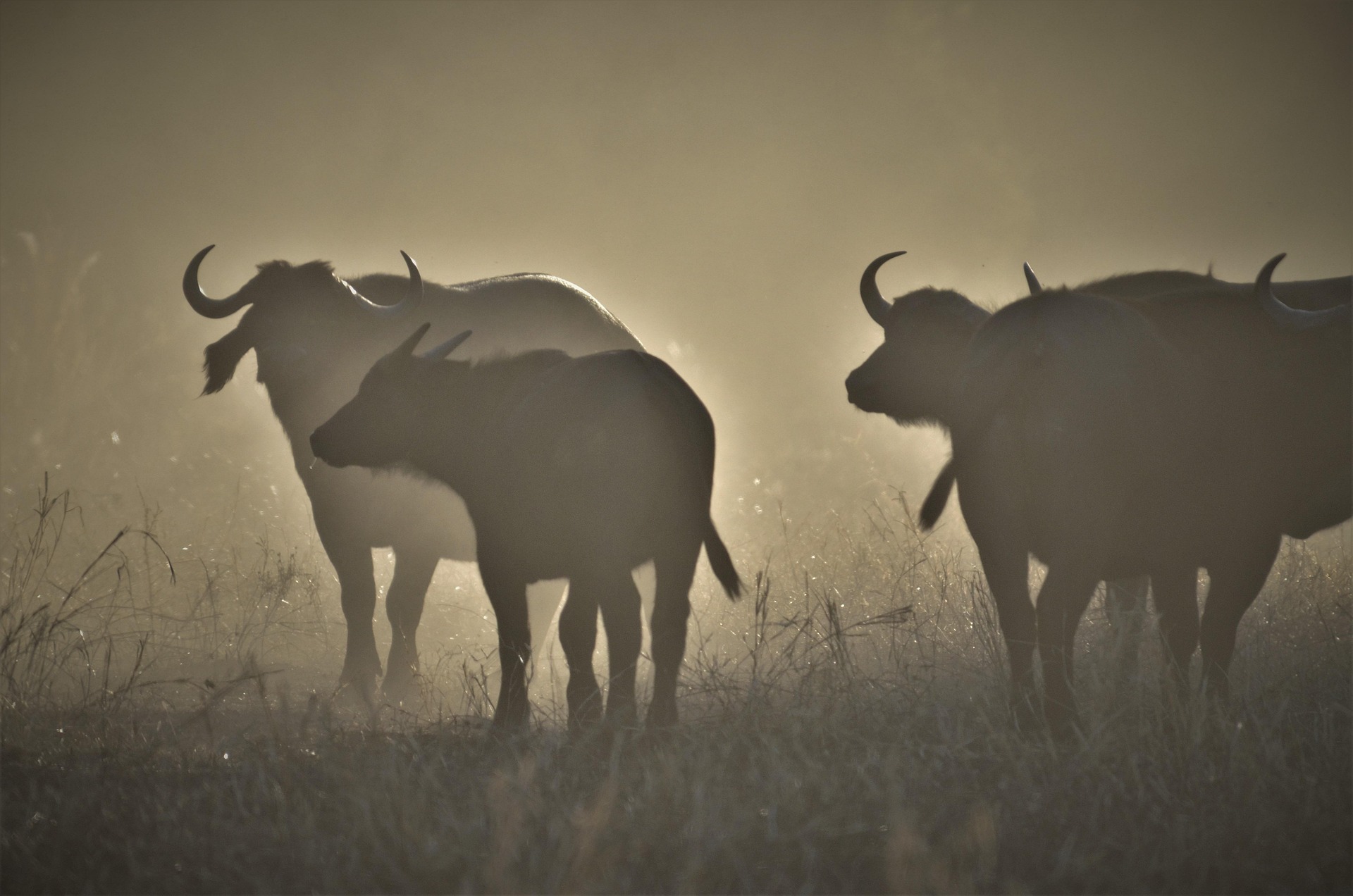 A Cape buffalo, one of the big five.