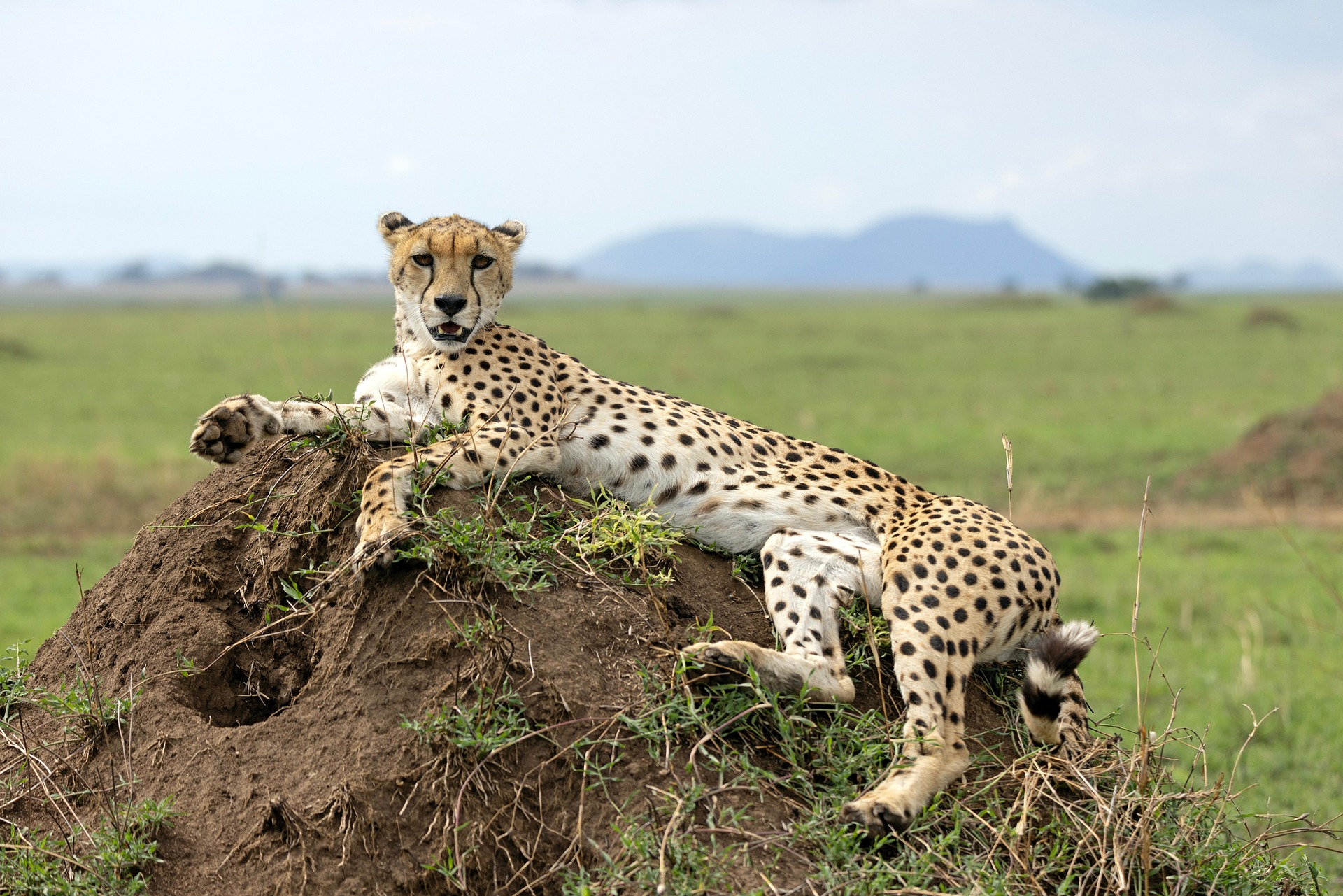 A cheetah watching from open grassland.