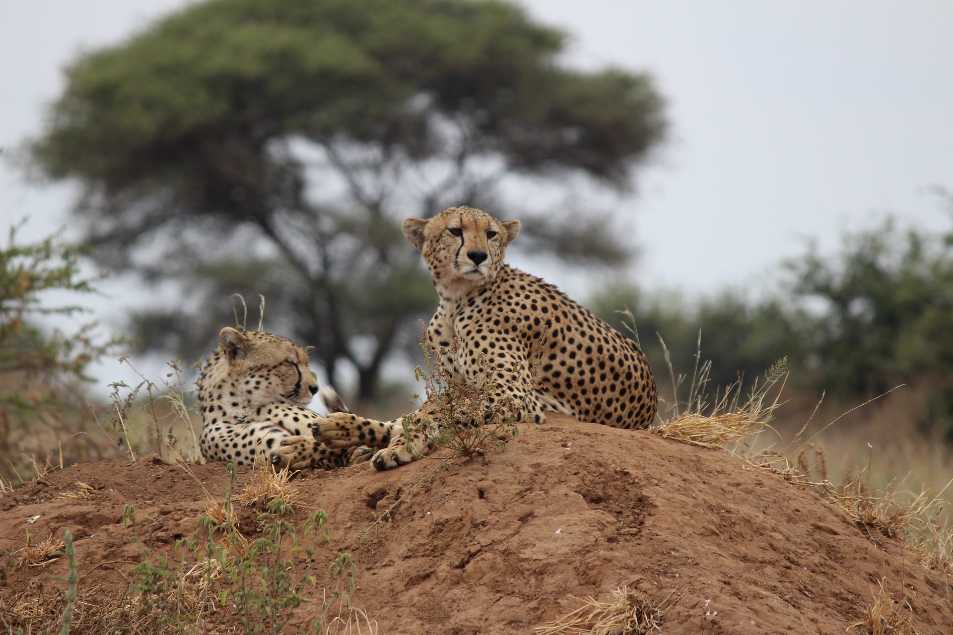 Cheetahs on the short-grass plains.