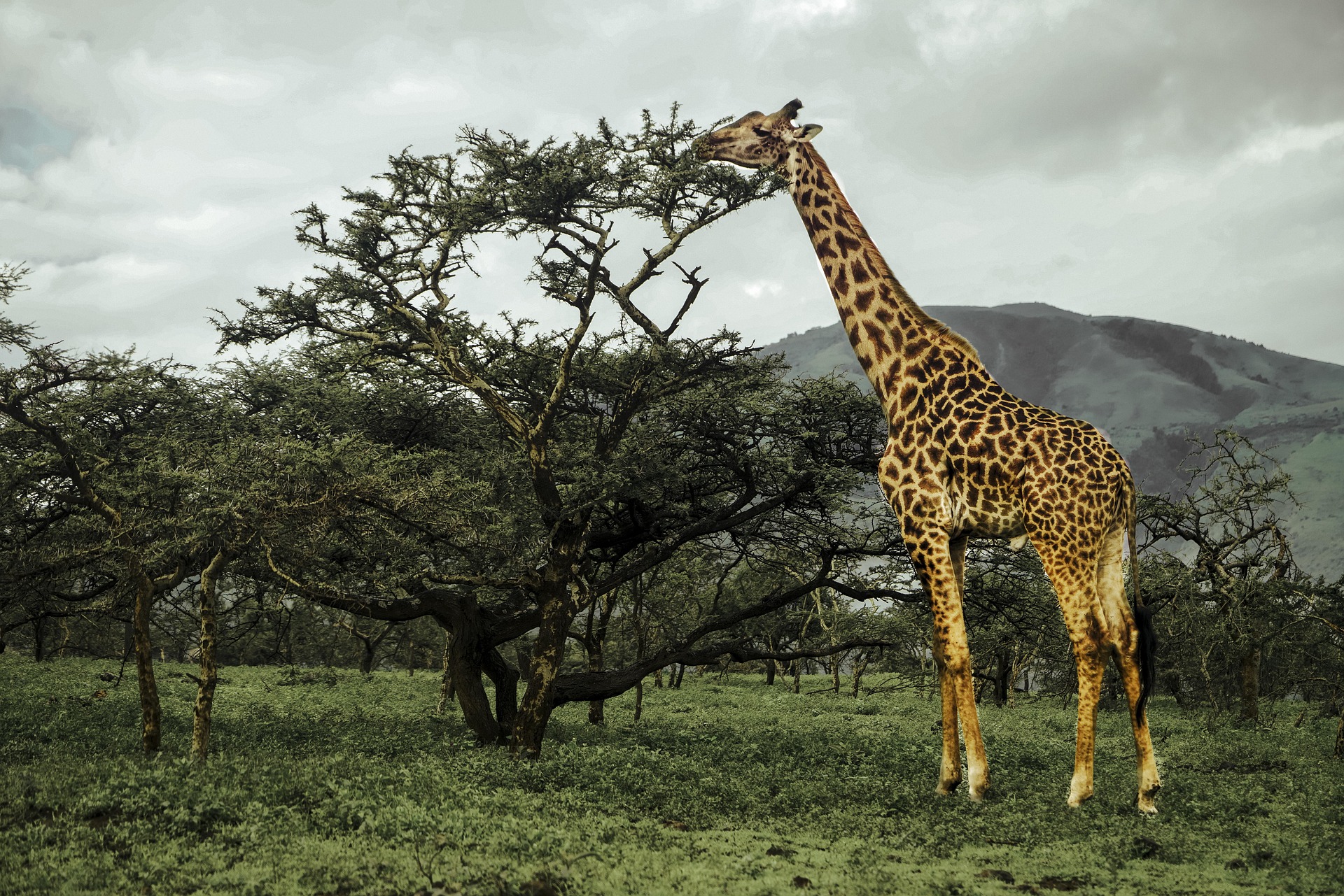A giraffe browsing above the tree line.