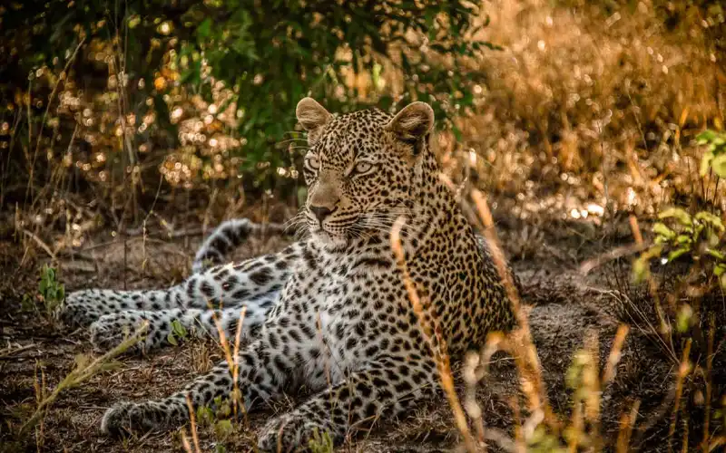 Nyerere National Park