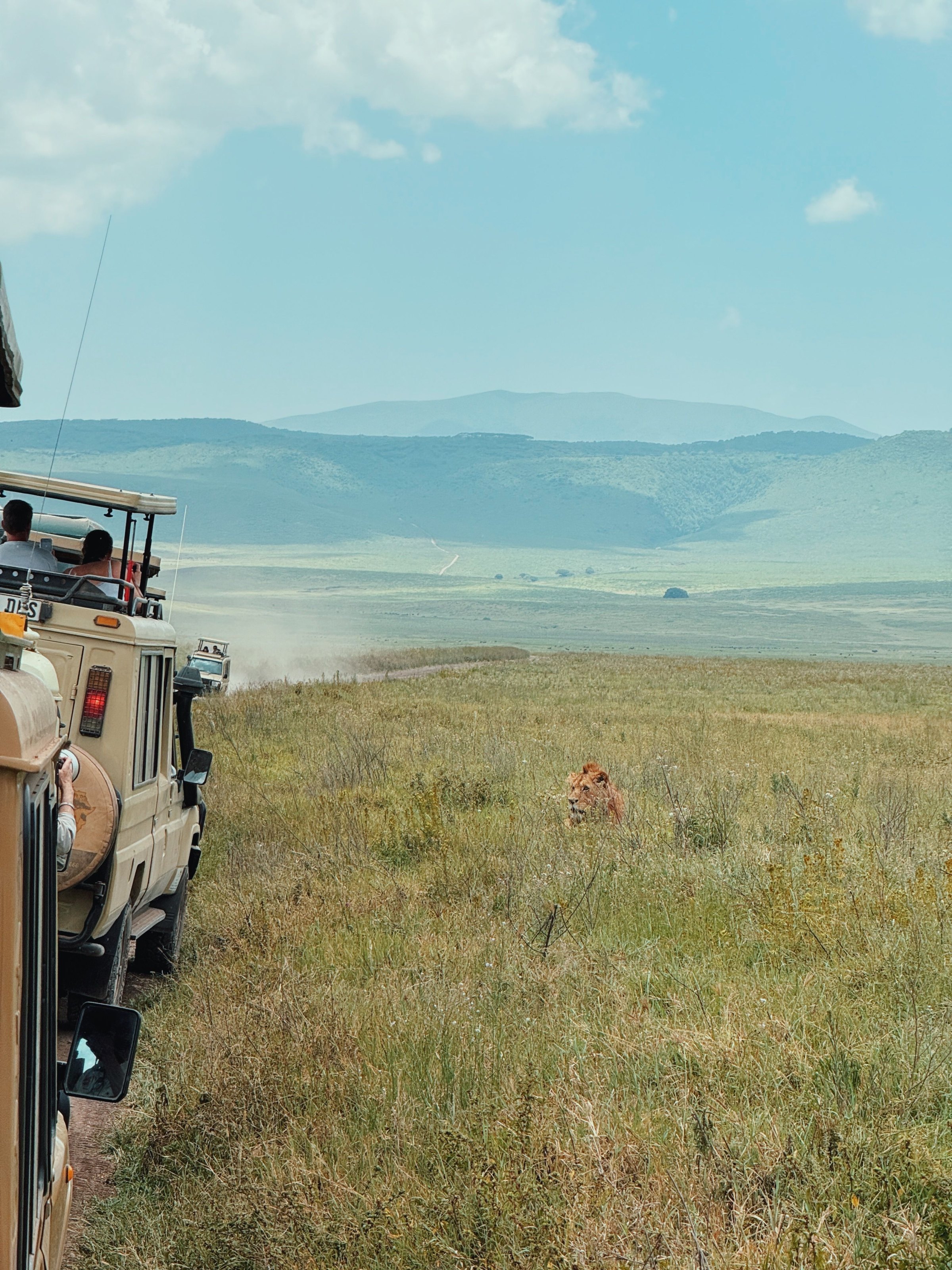 Guests in a safari vehicle watching a lion in the long grass.