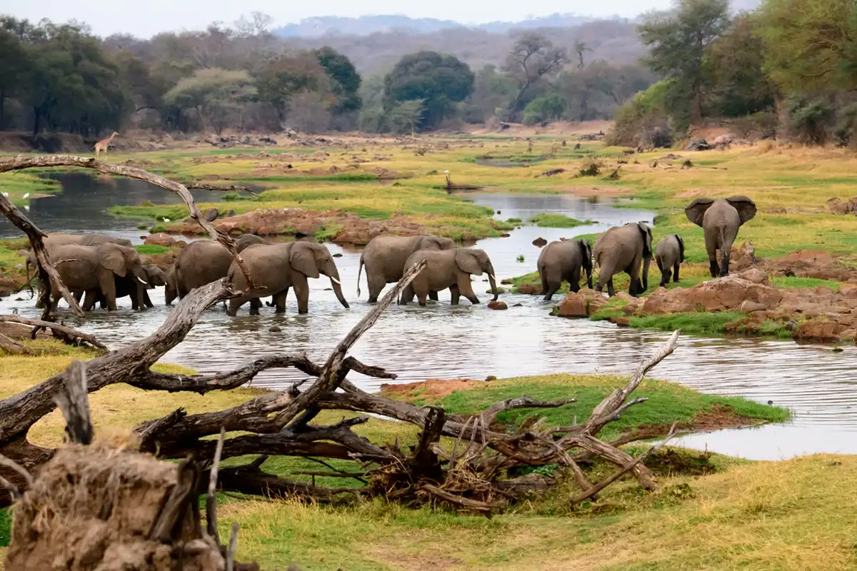 Ruaha National Park Safari Guide Tanzania’s Untamed Wilderness