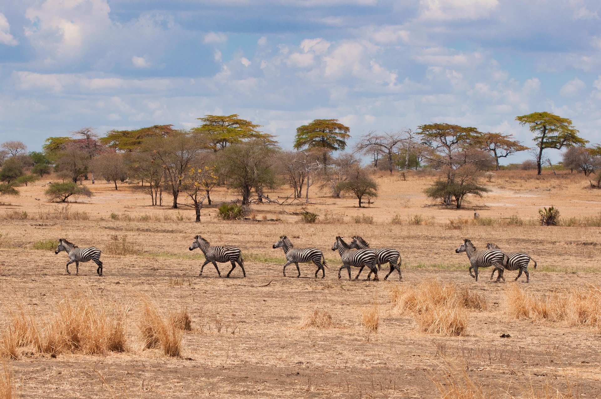 A zebra on the plains — the animal the Oloitiko mark is drawn from.