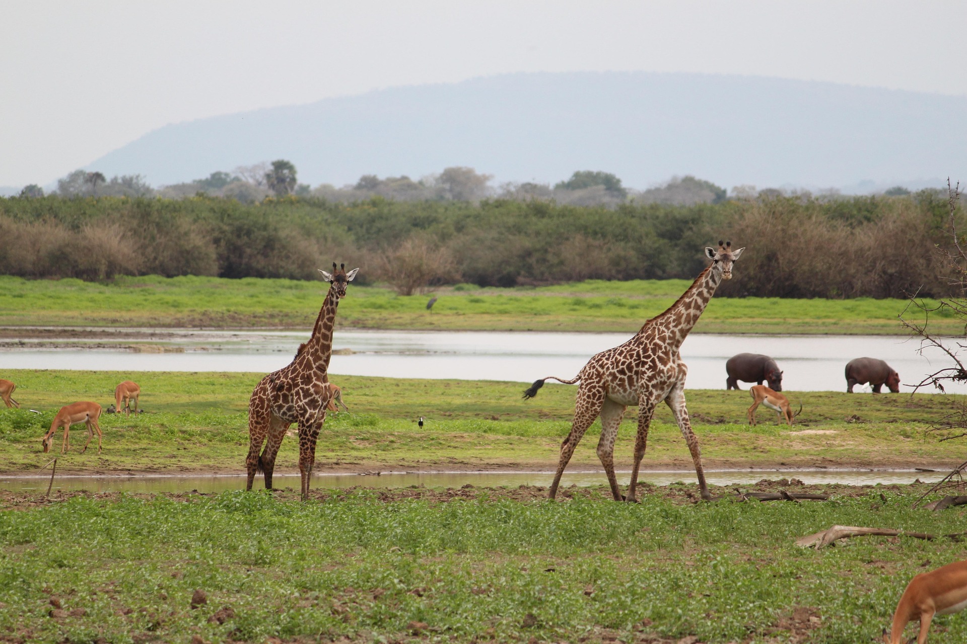 A giraffe browsing above the tree line.