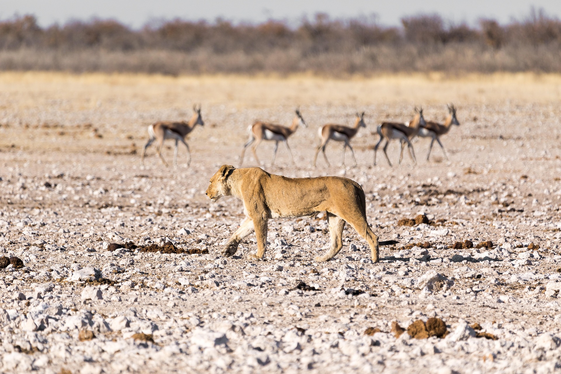 A lion photographed on safari in Tanzania.
